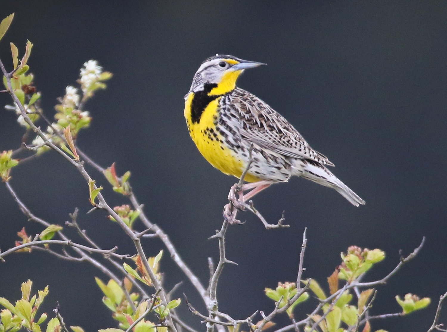 This is the Western Meadowlark.